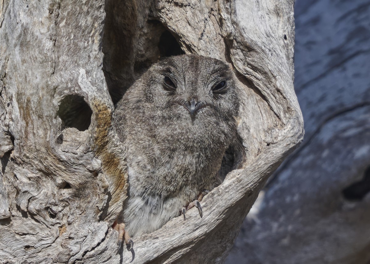 Égothèle d'Australie - ML651636730