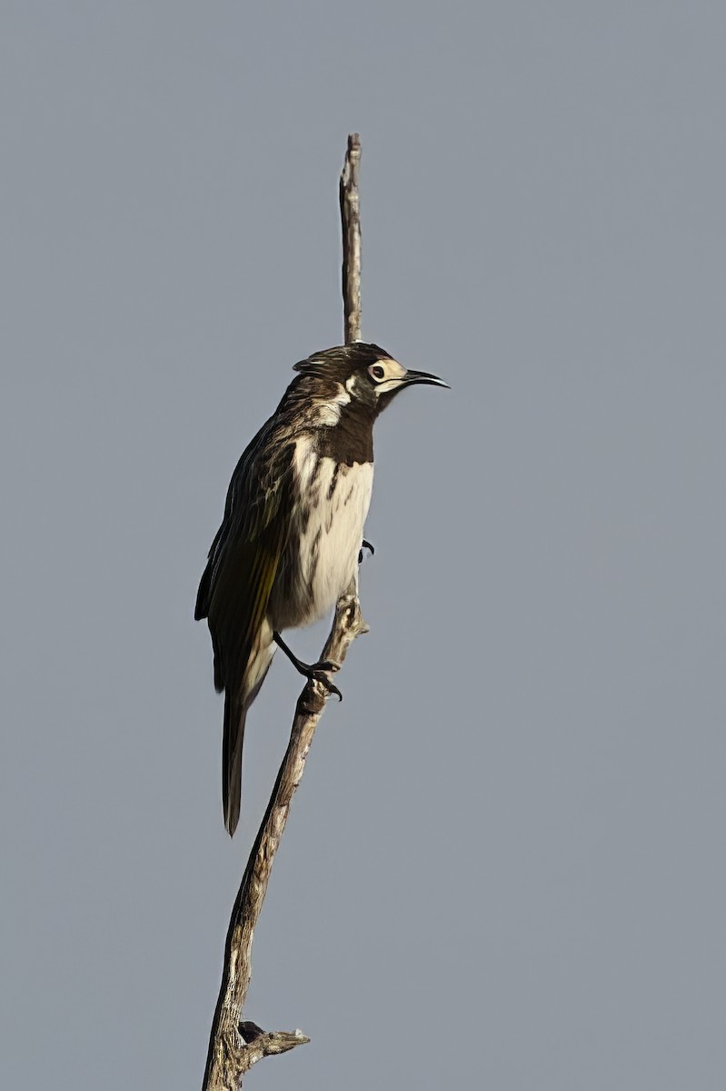 Méliphage à front blanc - ML651636732