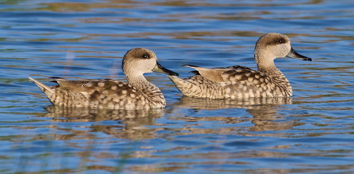 Marmaronette marbrée - ML651636872