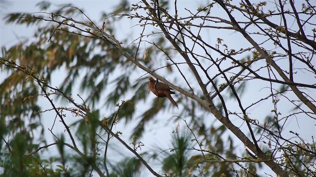 Зондская кукушковая горлица - ML651637867