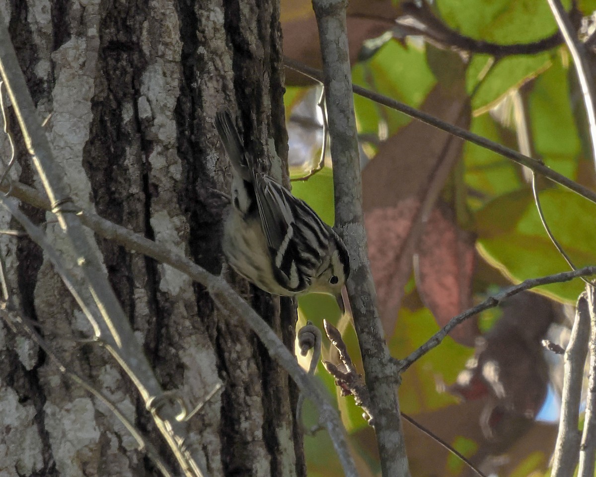 Reinita Trepadora - ML651638046