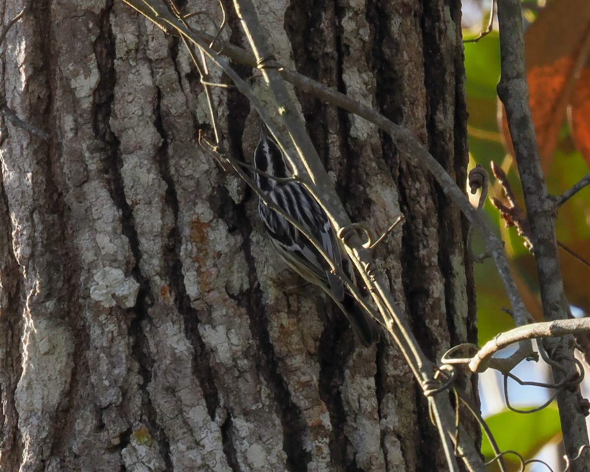 Reinita Trepadora - ML651638054