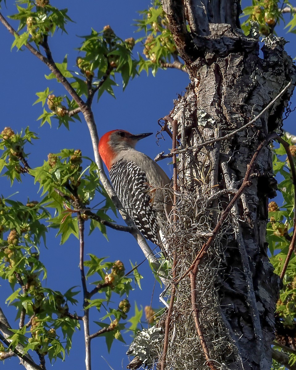 Carpintero de Carolina - ML651638062