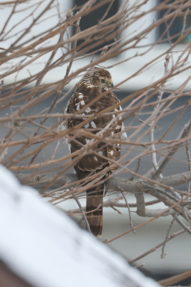 Куперов ястреб - ML651638177