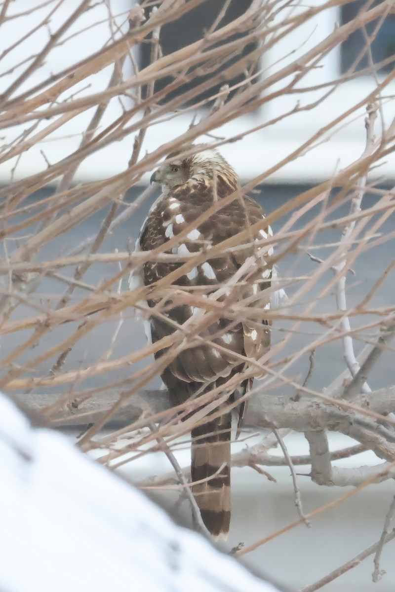 Куперов ястреб - ML651638178