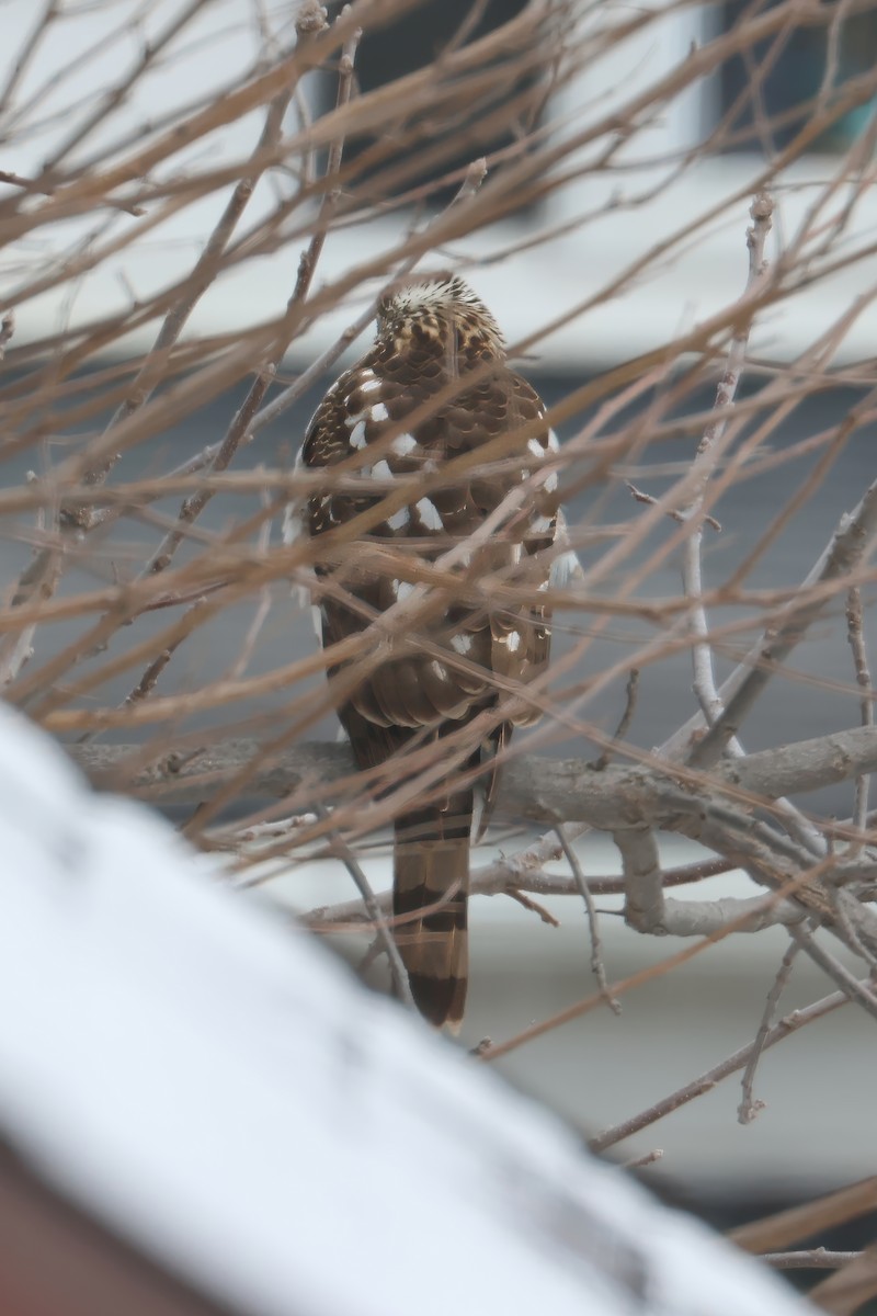 Куперов ястреб - ML651638179