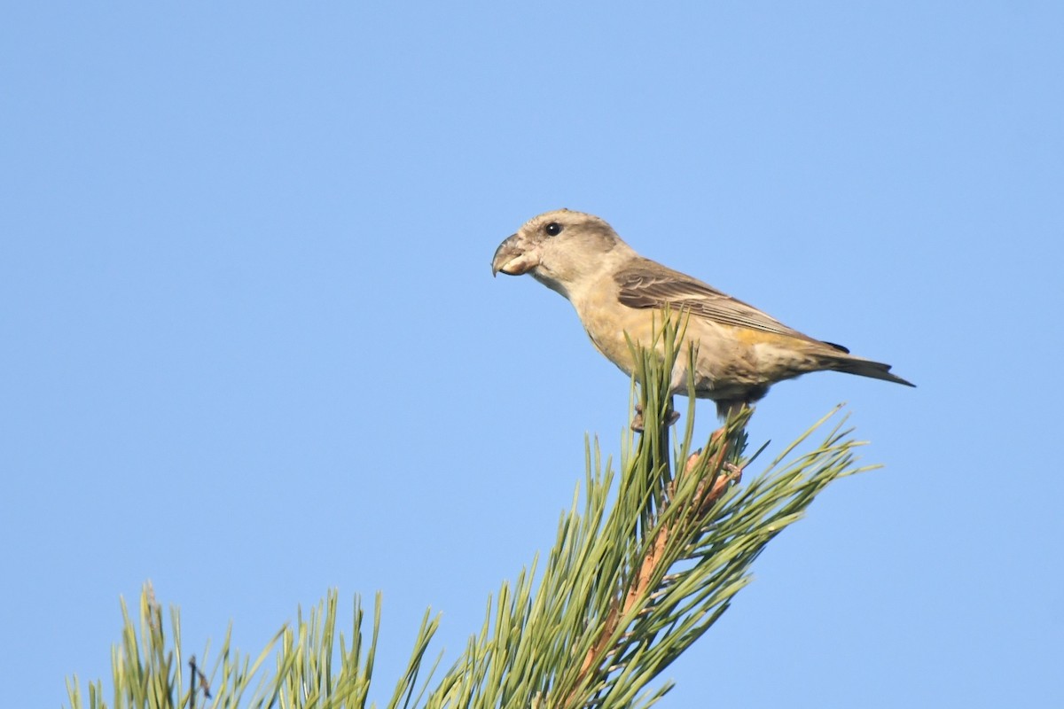 Piquituerto Lorito - ML651638949