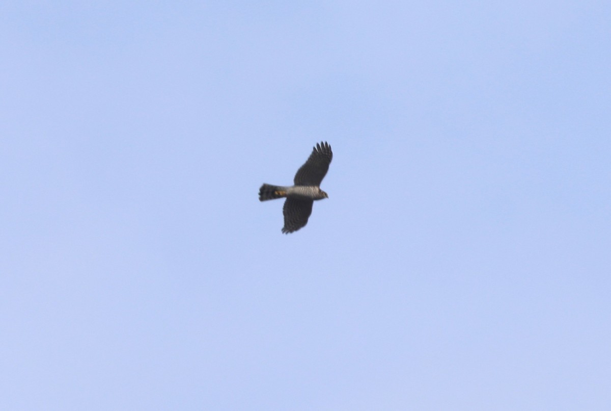 Sperber - ML651639227