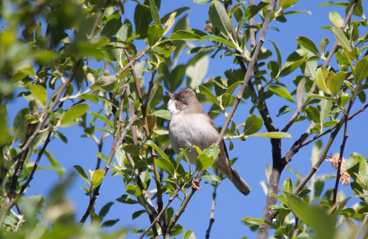 Greater Whitethroat - ML65163961