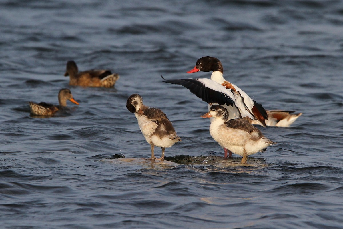 Common Shelduck - ML65163971