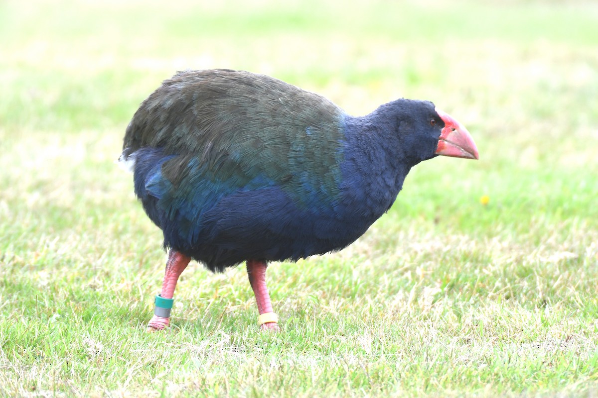 South Island Takahe - ML651639710