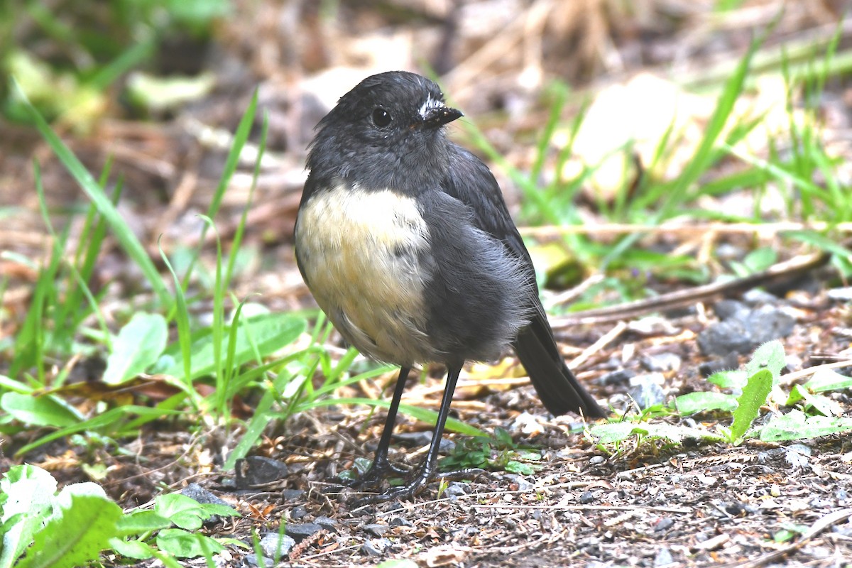 South Island Robin - ML651639715