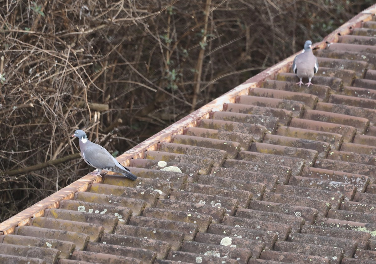 Ringeltaube - ML651639745