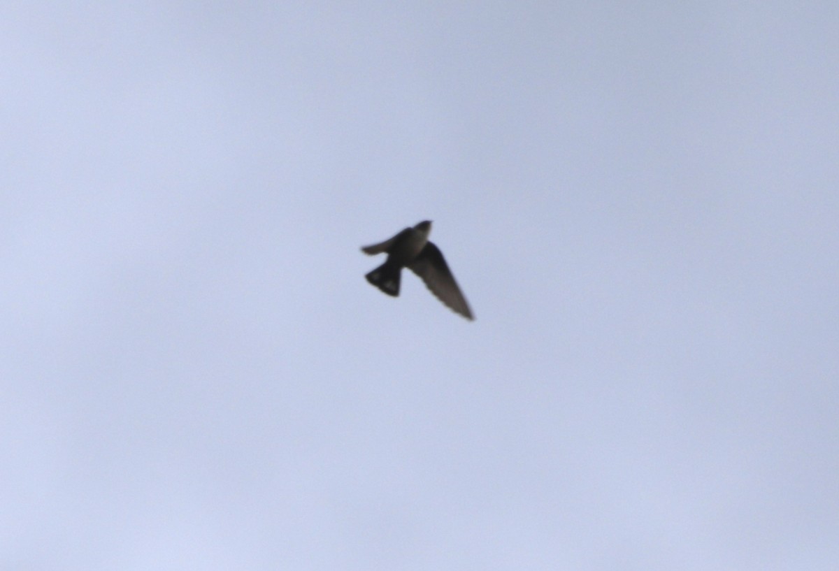 Felsenschwalbe - ML651639772