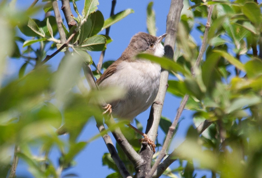 Greater Whitethroat - ML65163981