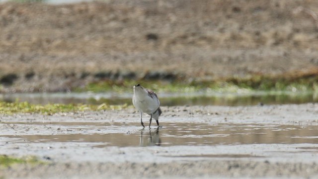 Tibetan Sand-Plover - ML651639858