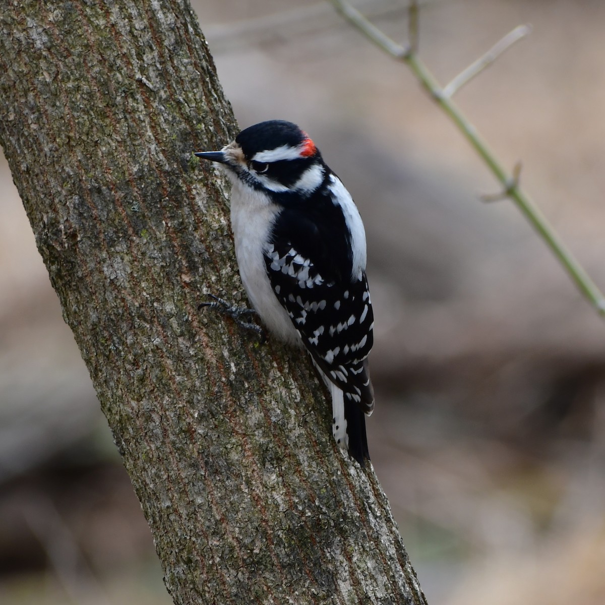 Downy Woodpecker - ML651640648
