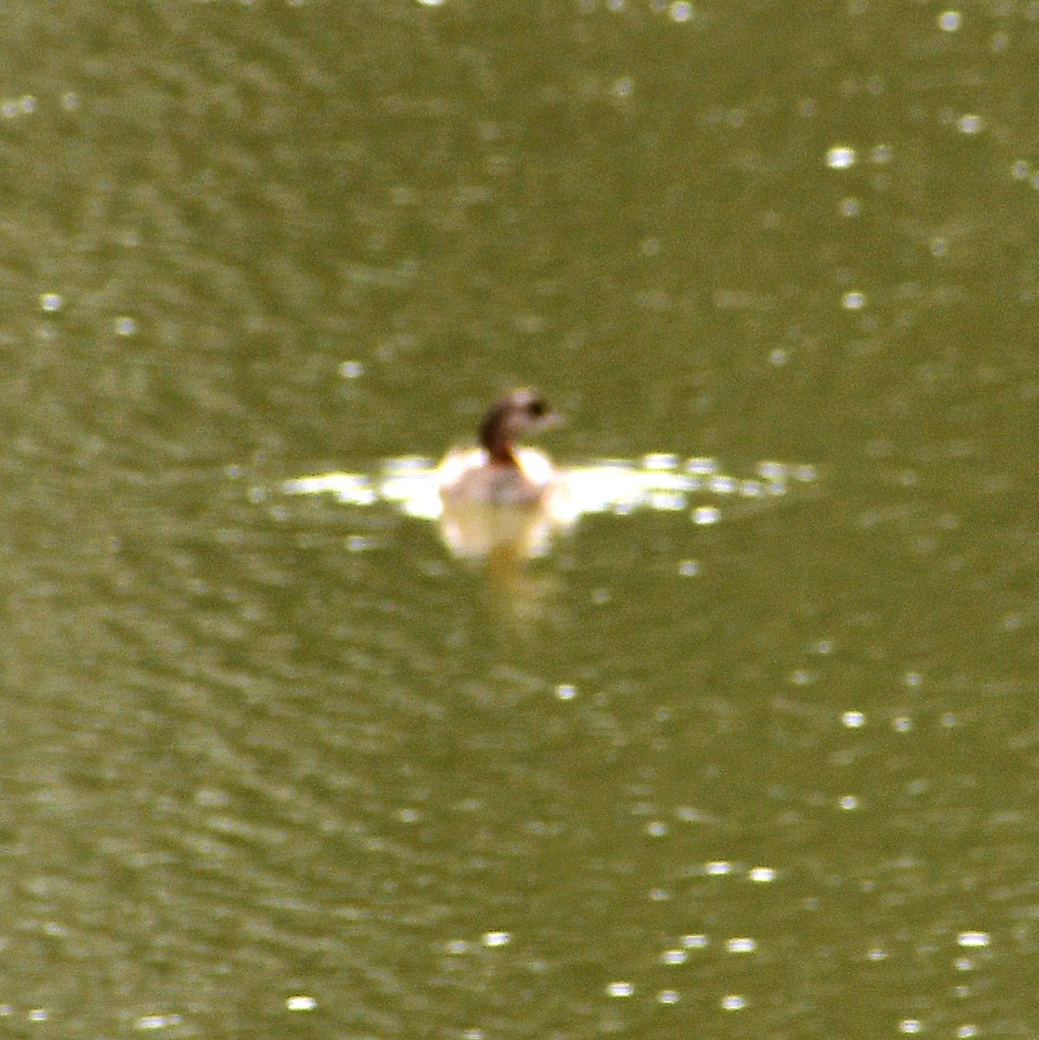 Pied-billed Grebe - ML651640666