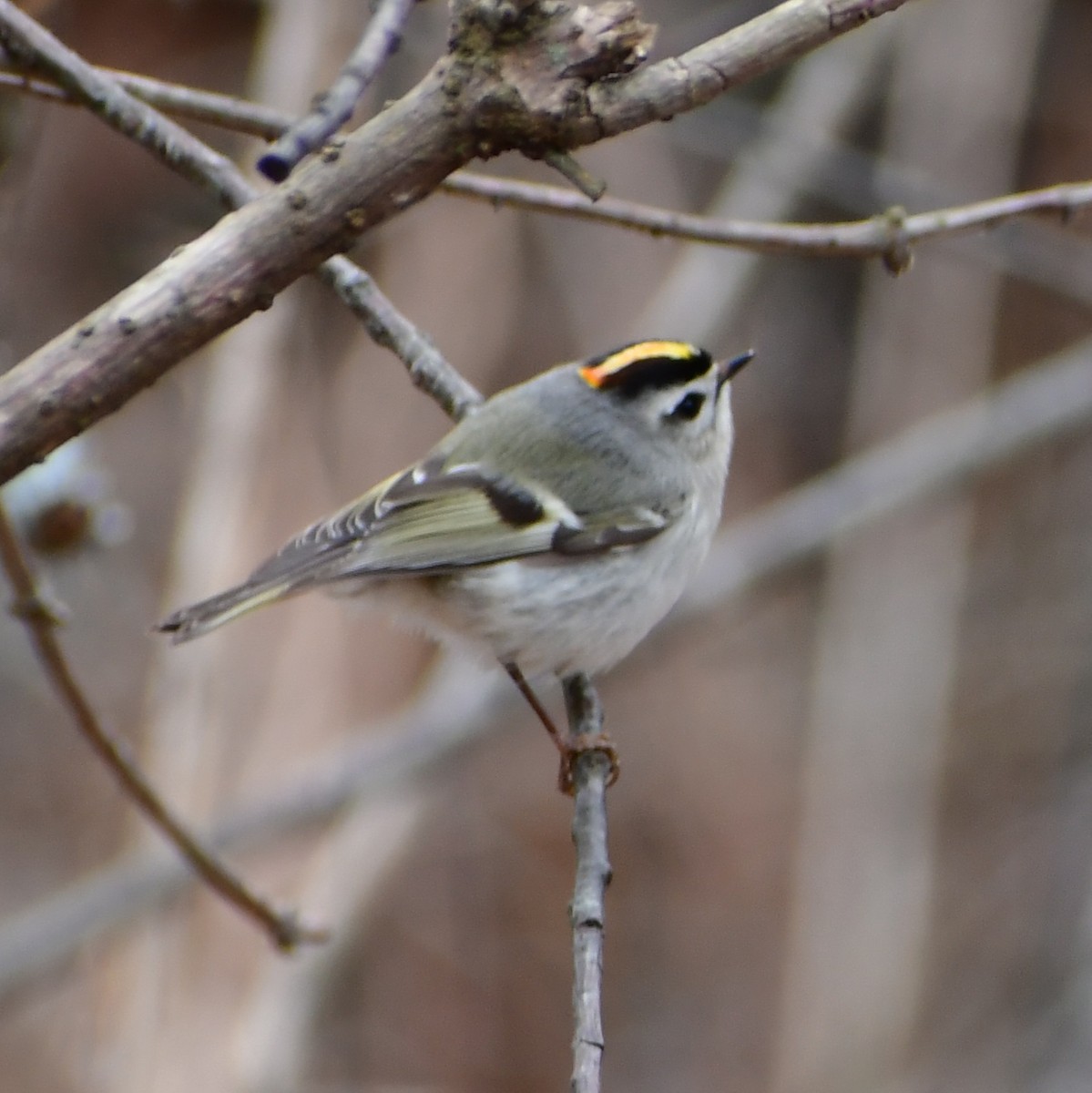 Golden-crowned Kinglet - ML651640672