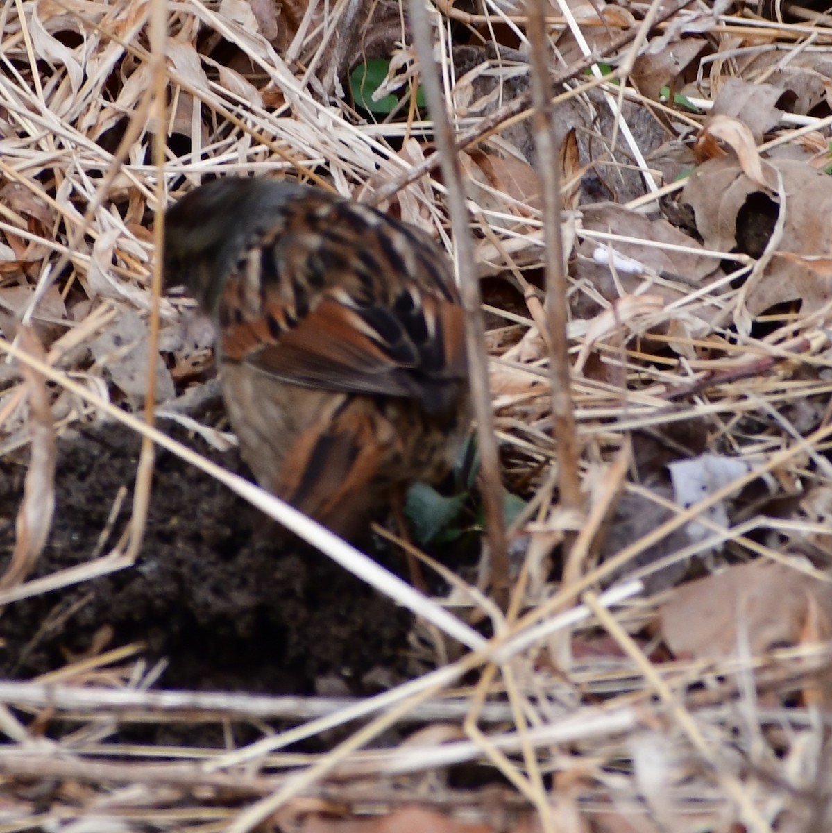 Swamp Sparrow - ML651640689