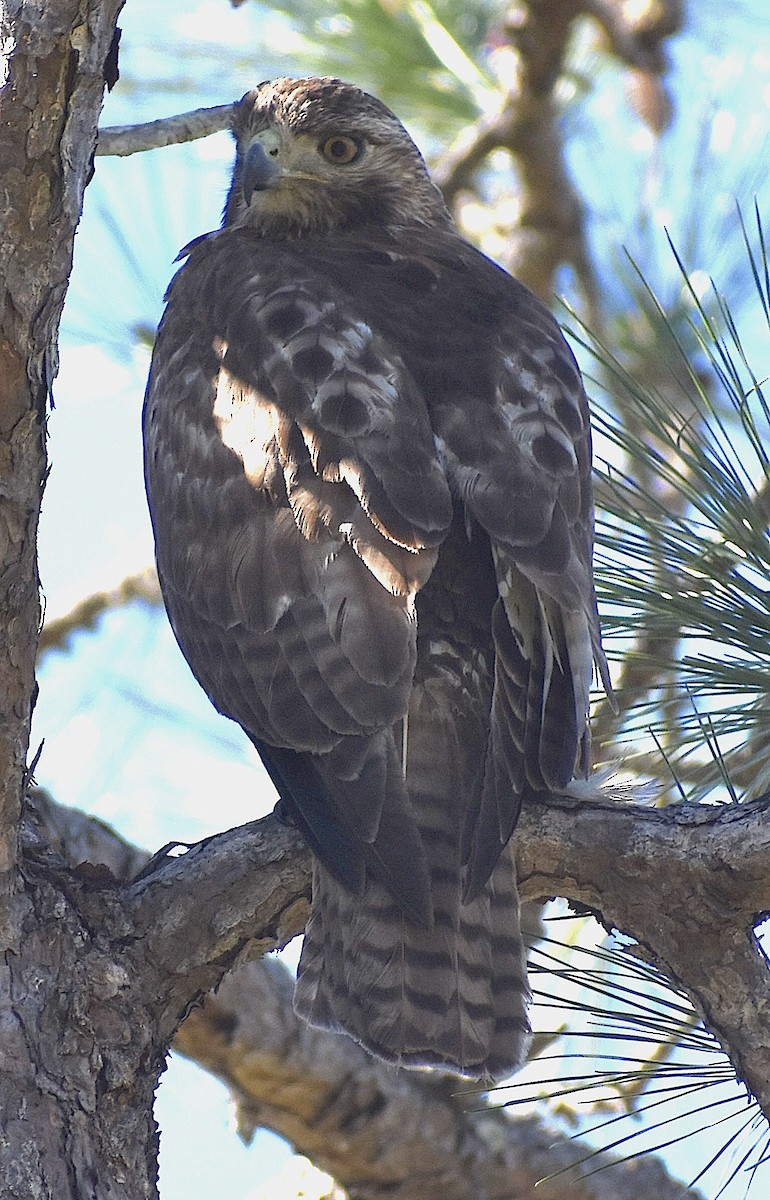 Red-tailed Hawk - ML651640944