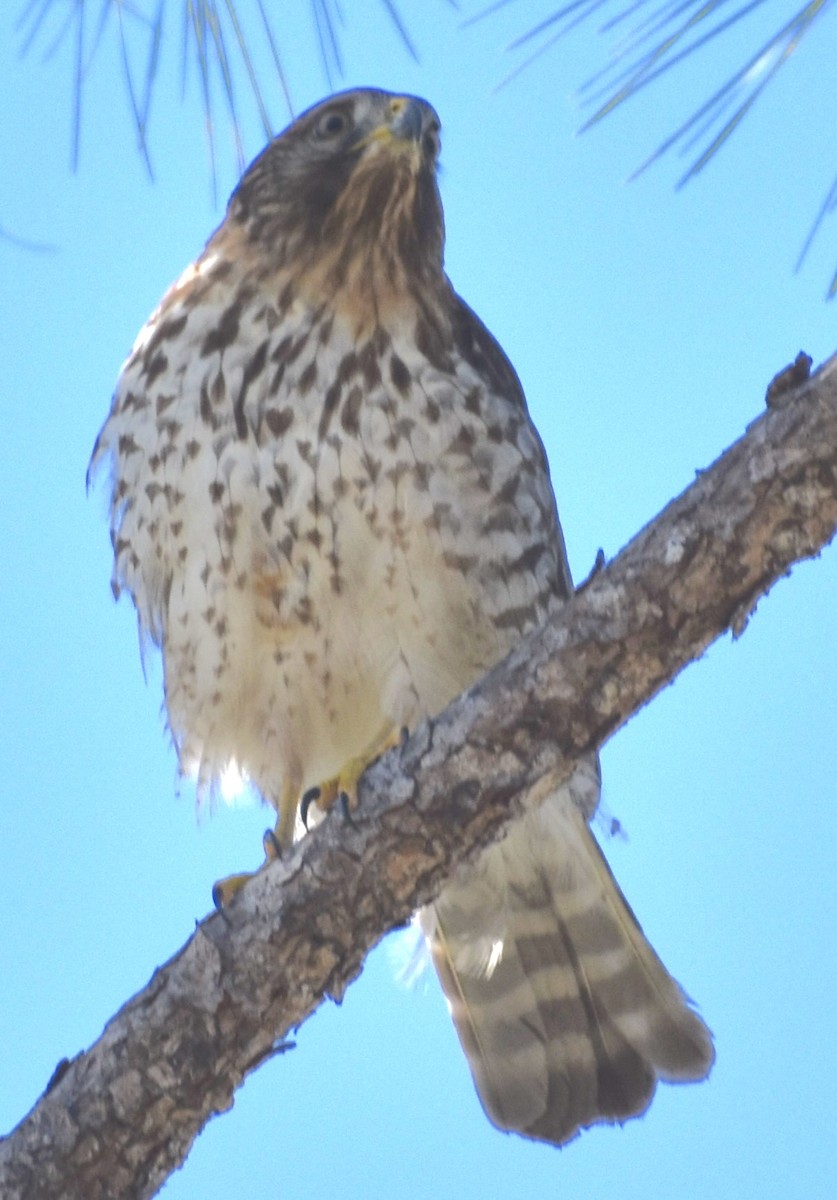 Red-shouldered Hawk - ML651640964