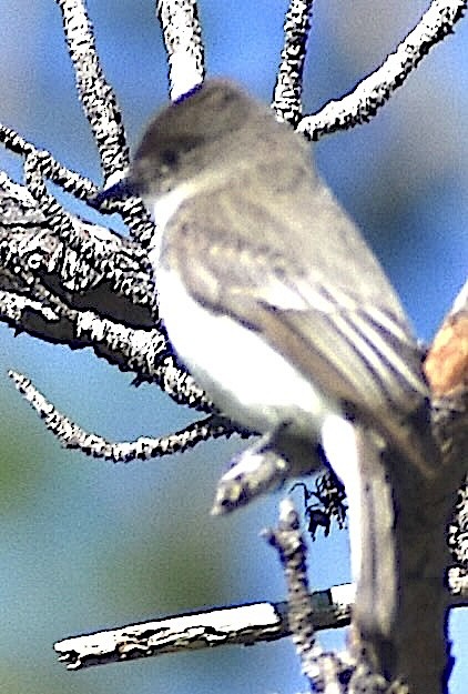 Eastern Phoebe - ML651640966