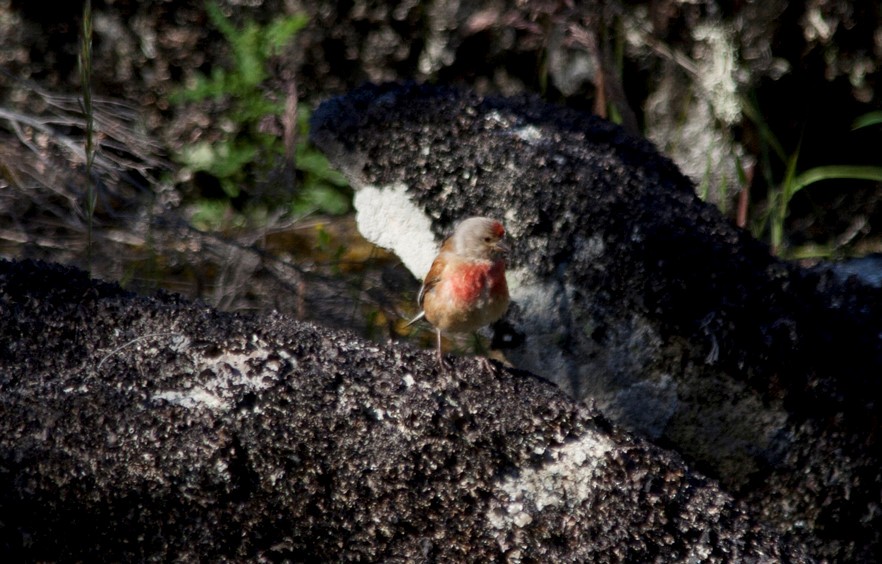 Eurasian Linnet - ML65164141