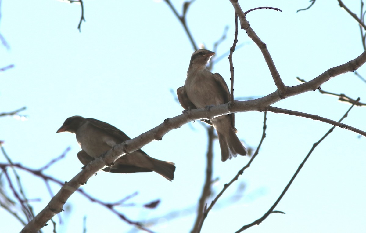 Moineau bridé - ML651641630