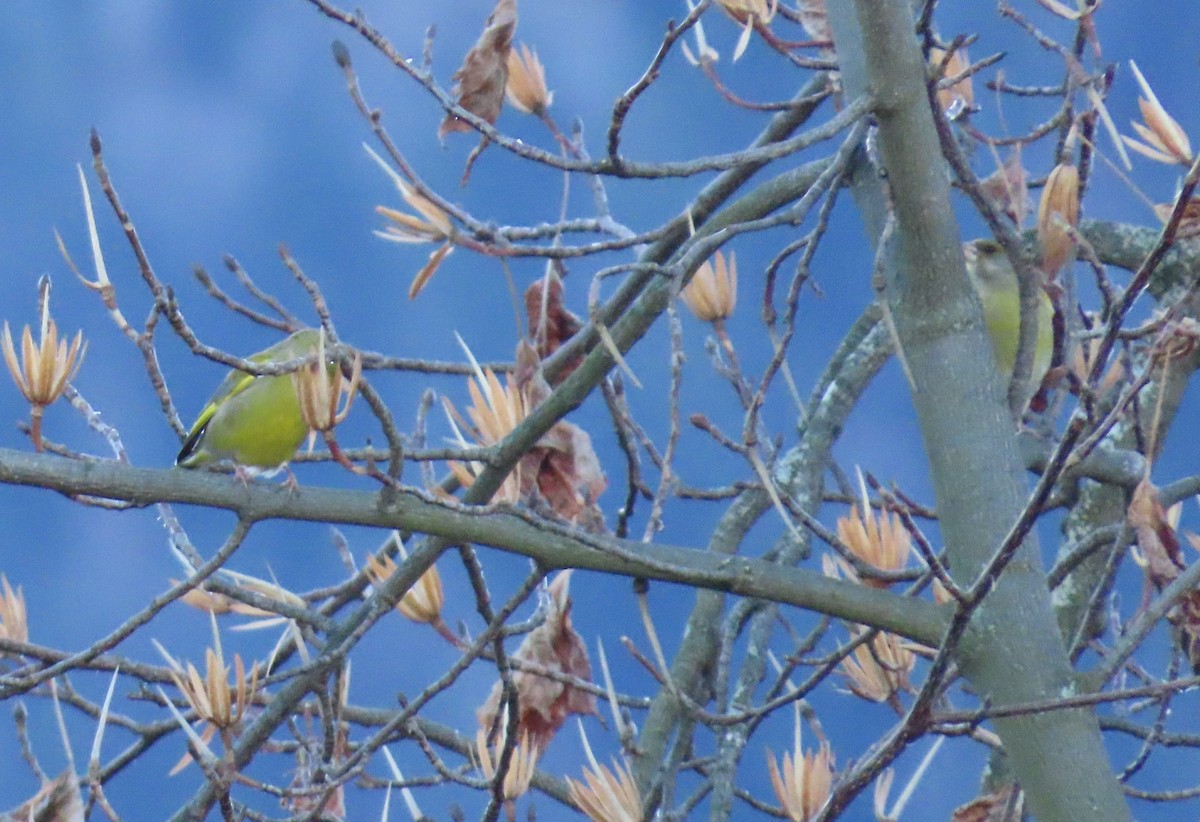 Grünfink - ML651641895