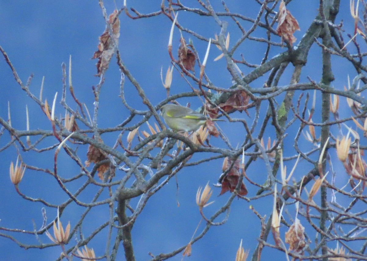 Grünfink - ML651641896