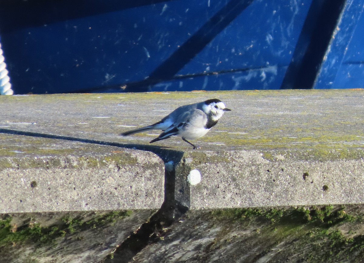 Bachstelze - ML651641907