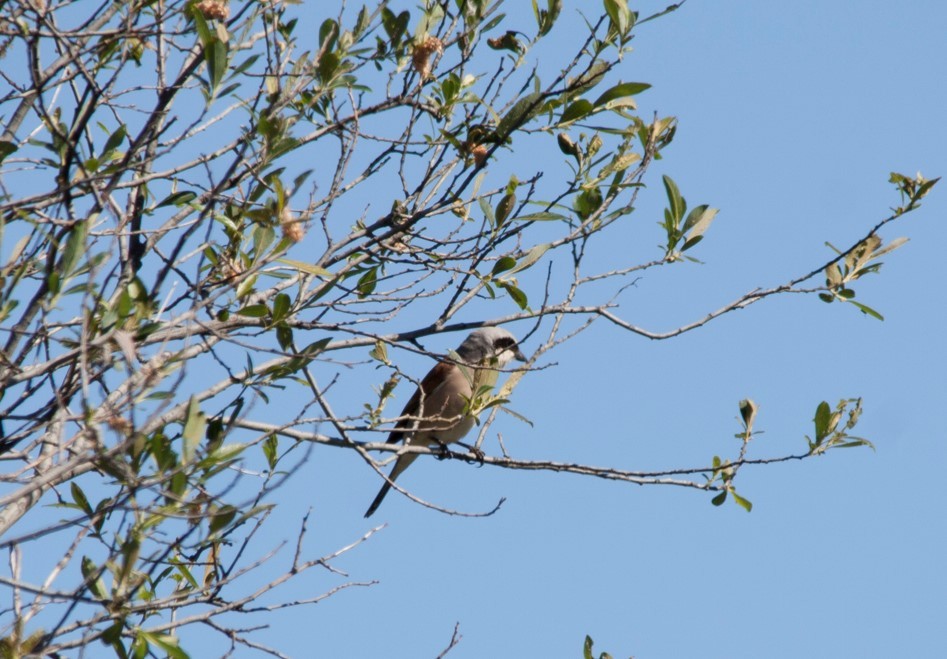 Red-backed Shrike - ML65164191