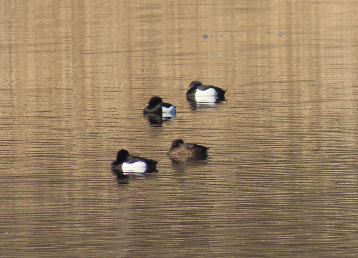 Reiherente - ML651641922