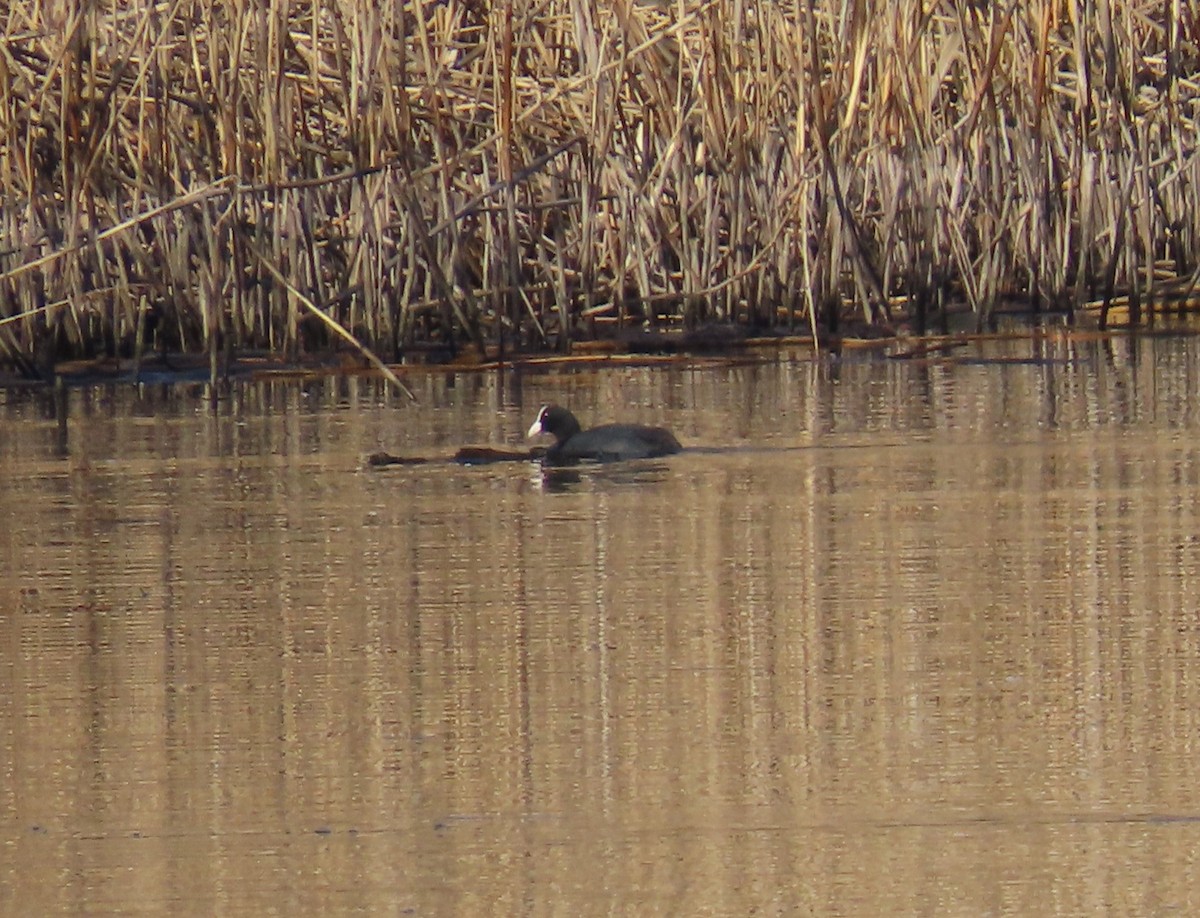 Blässhuhn - ML651641931