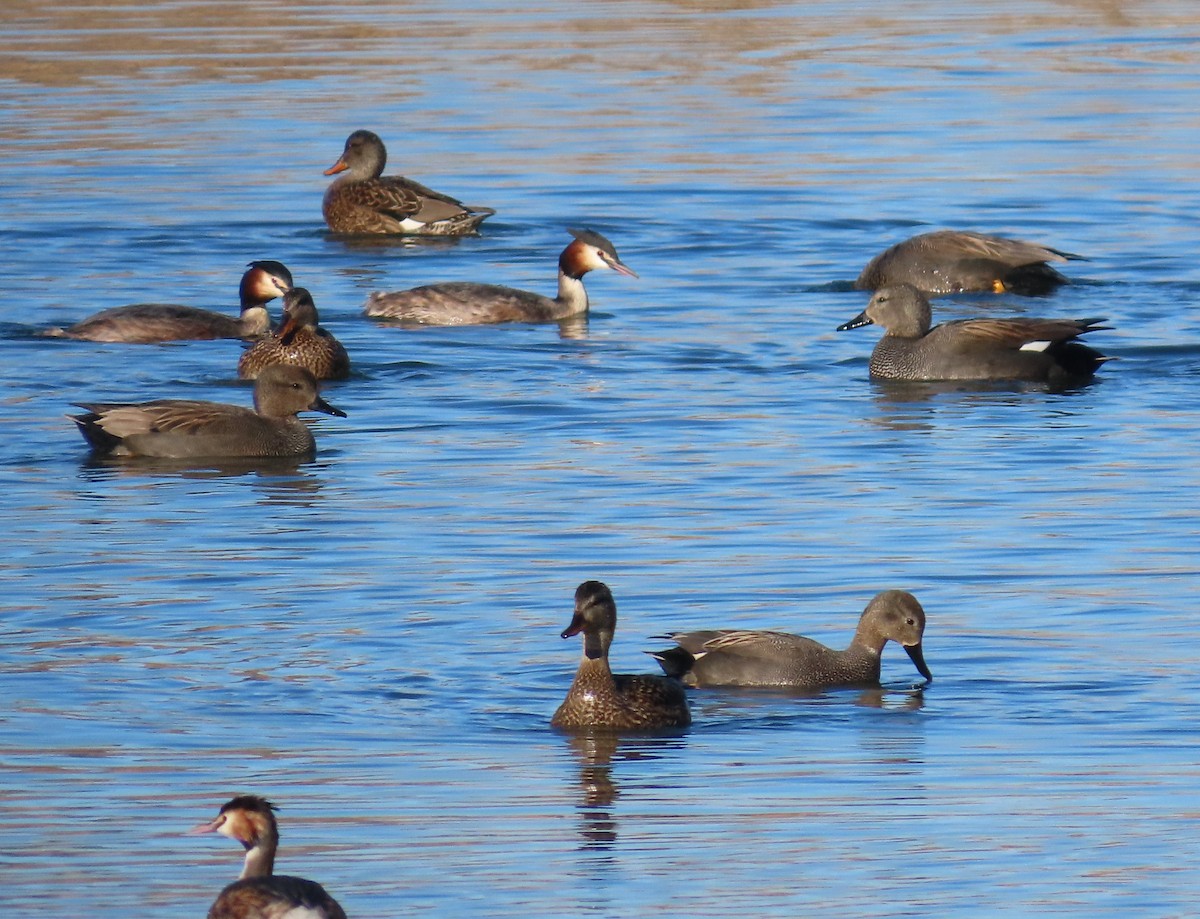 Schnatterente - ML651641959