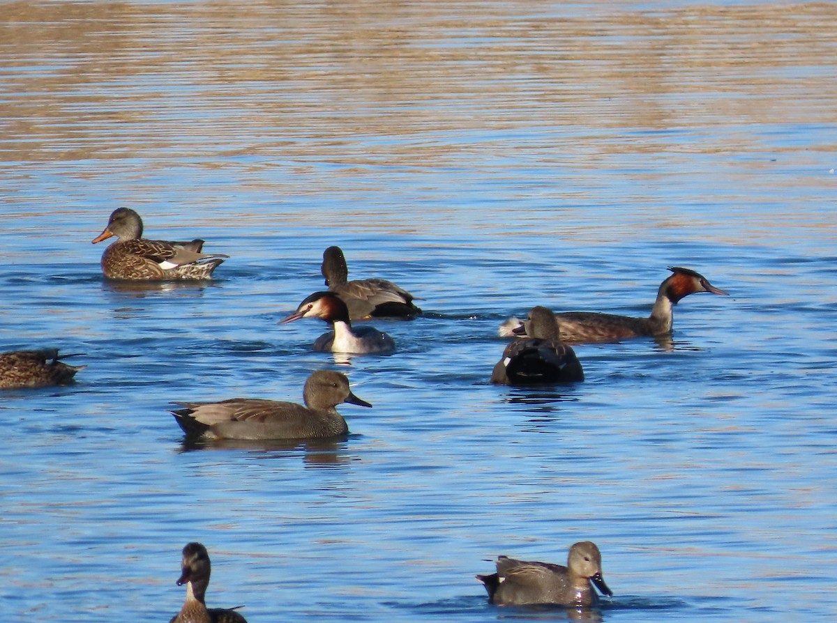 Haubentaucher - ML651641976