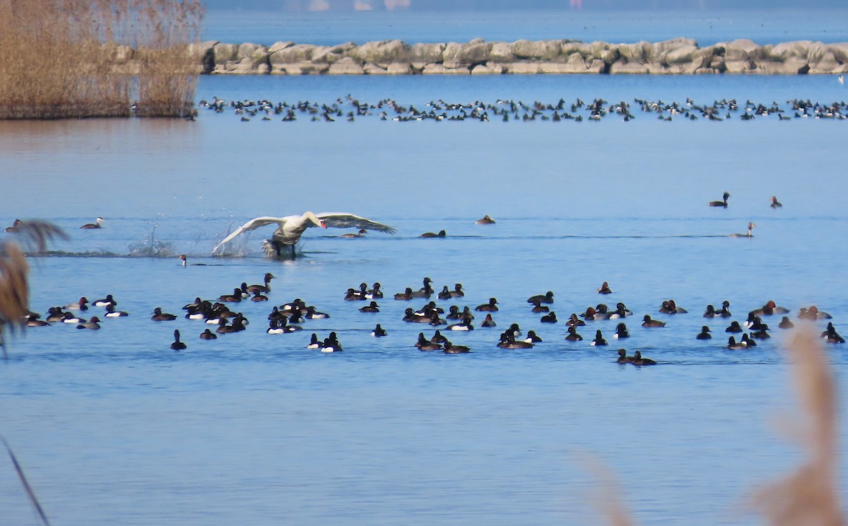 Höckerschwan - ML651641995