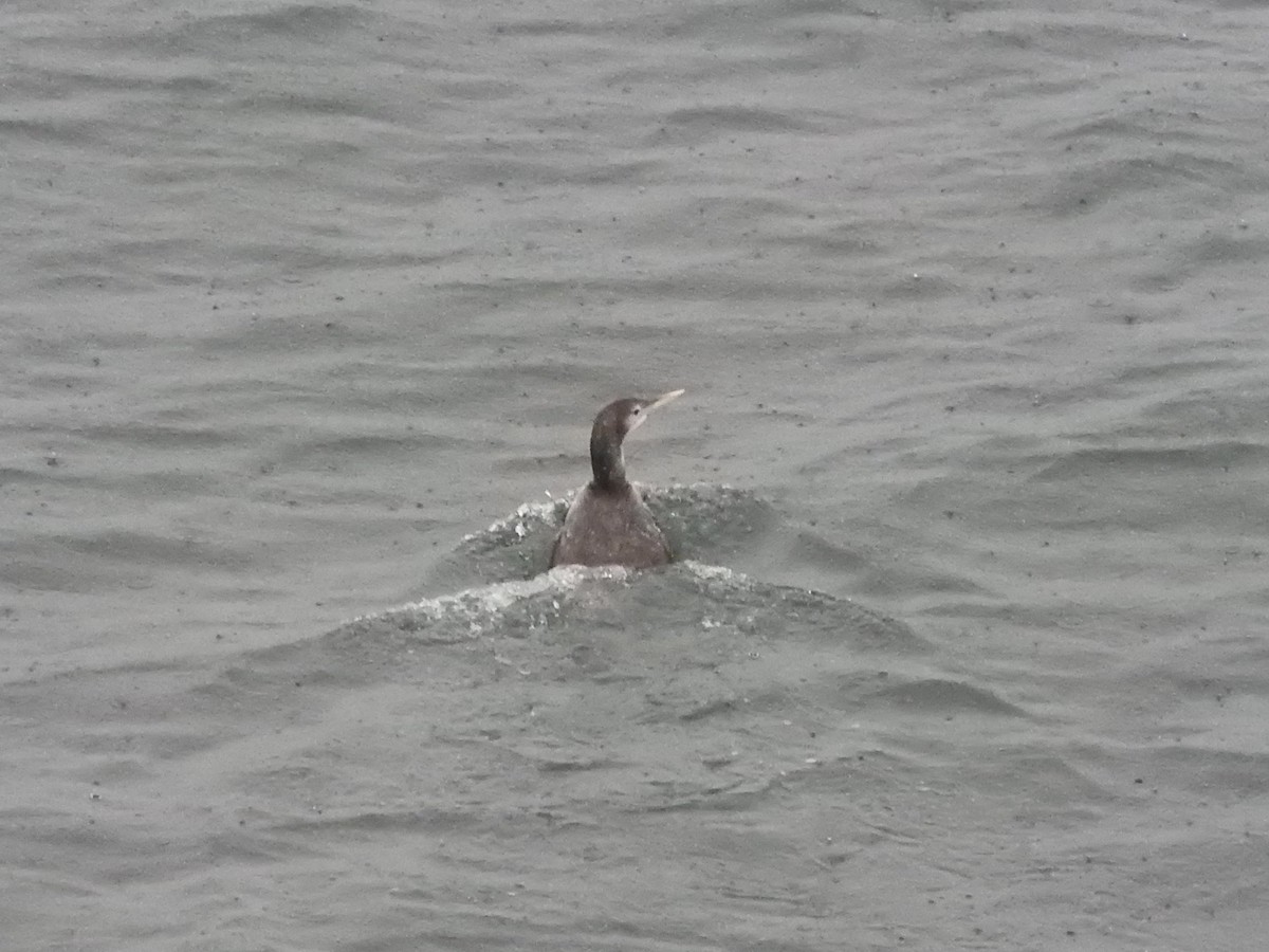 Yellow-billed Loon - ML65164201