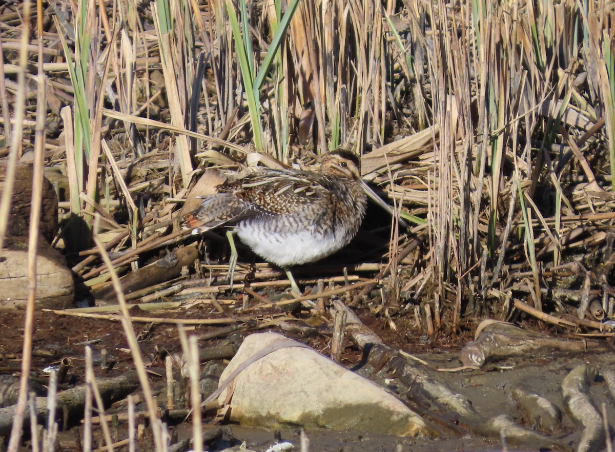 Bekassine - ML651642016