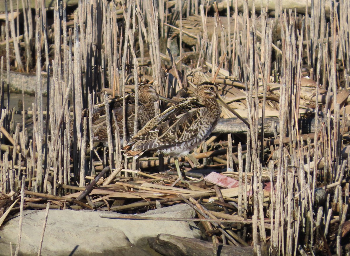 Bekassine - ML651642017