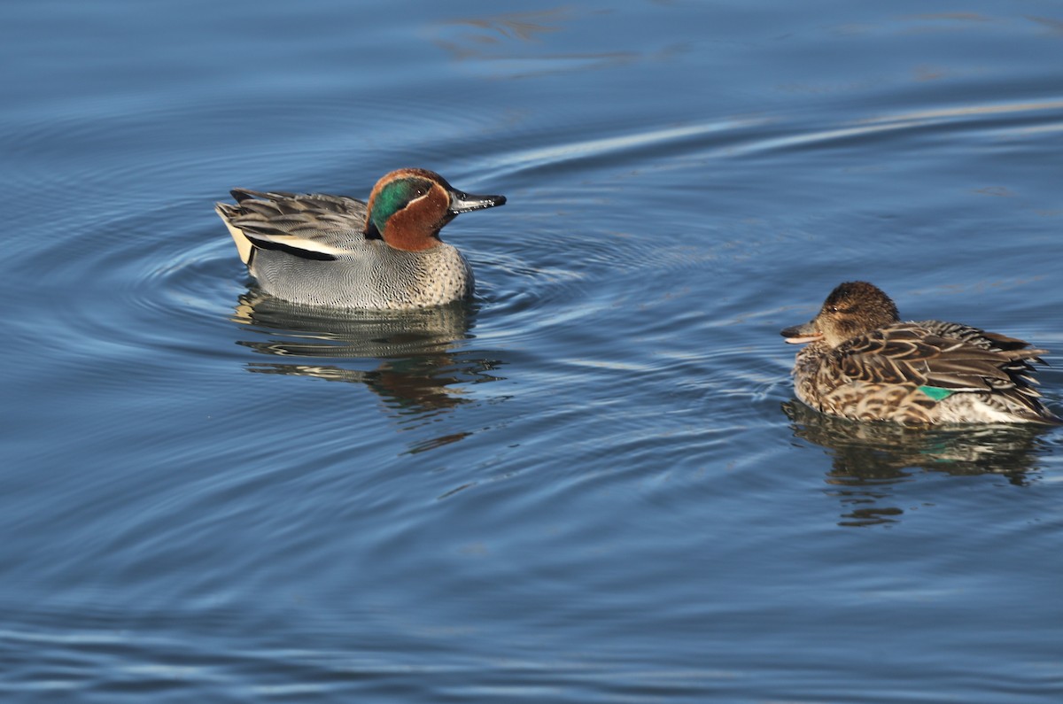 Krickente (crecca) - ML651642030