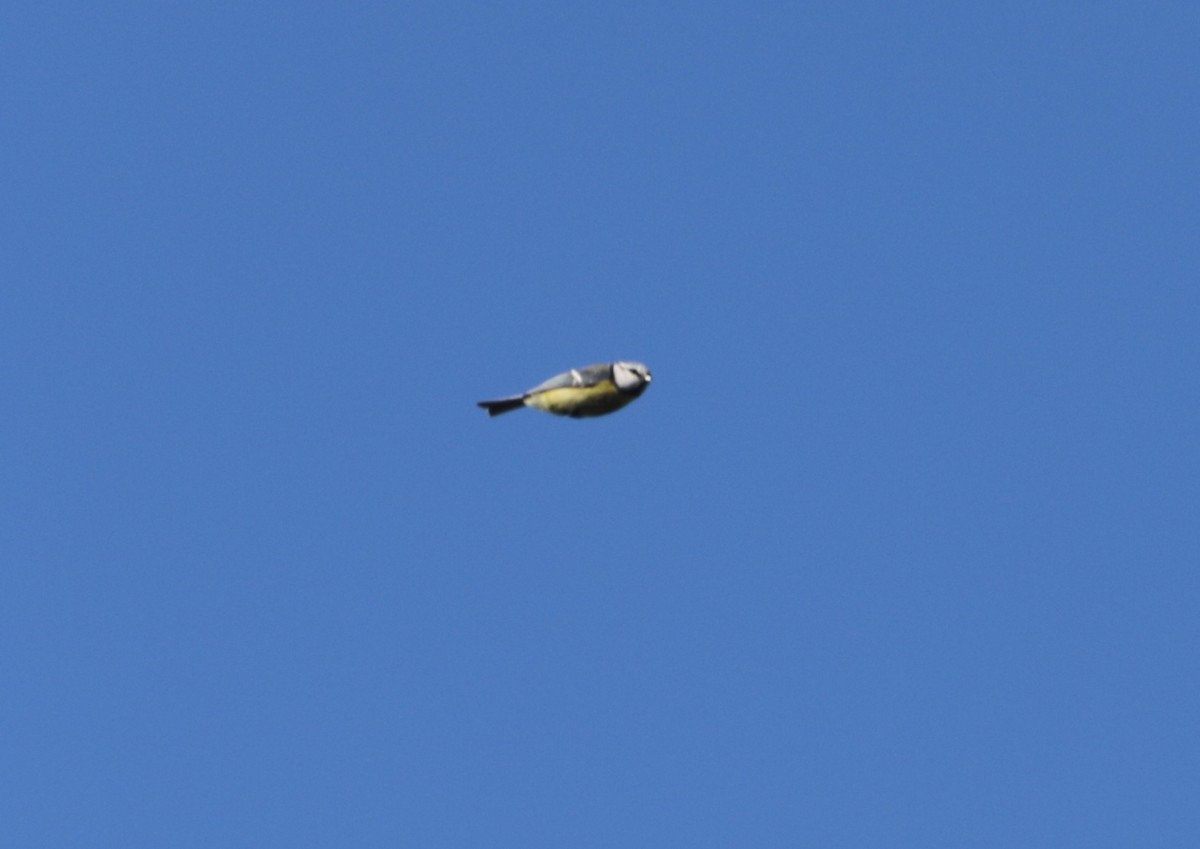 Blaumeise - ML651642067