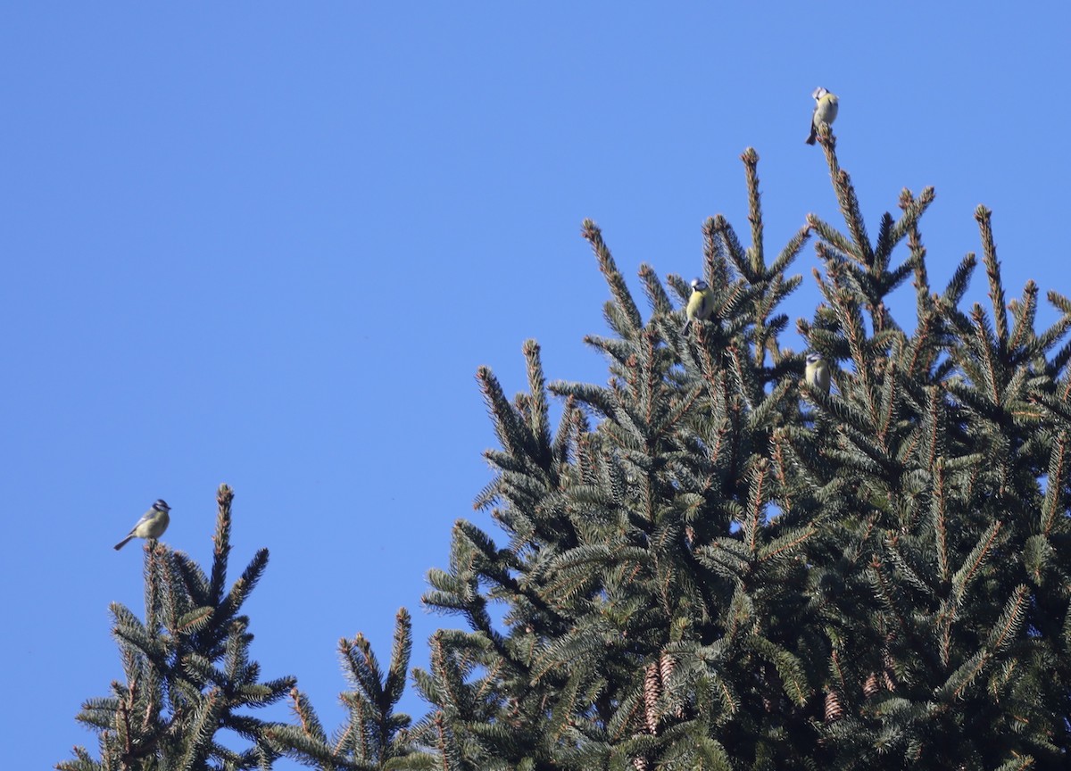 Blaumeise - ML651642089