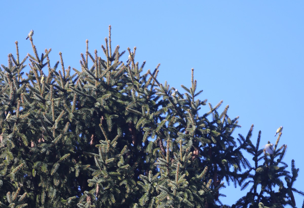 Blaumeise - ML651642091