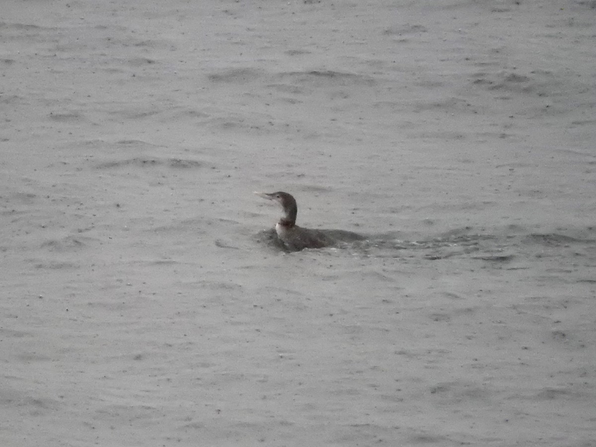 Yellow-billed Loon - ML65164211