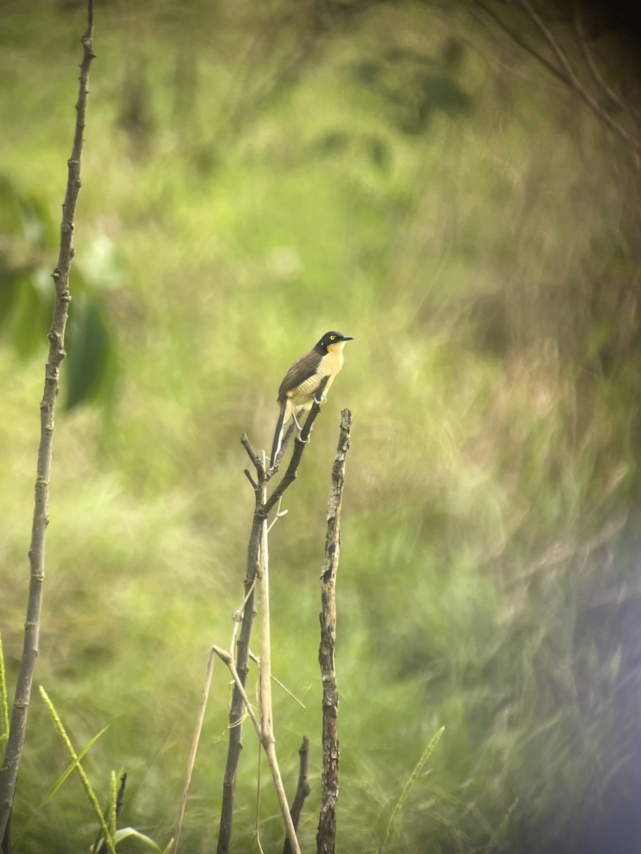 Rohrspötter - ML651642462