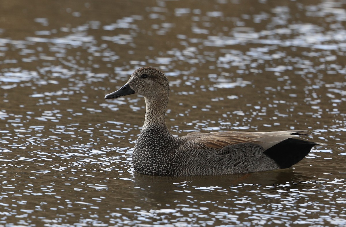 赤膀鴨 - ML651642536