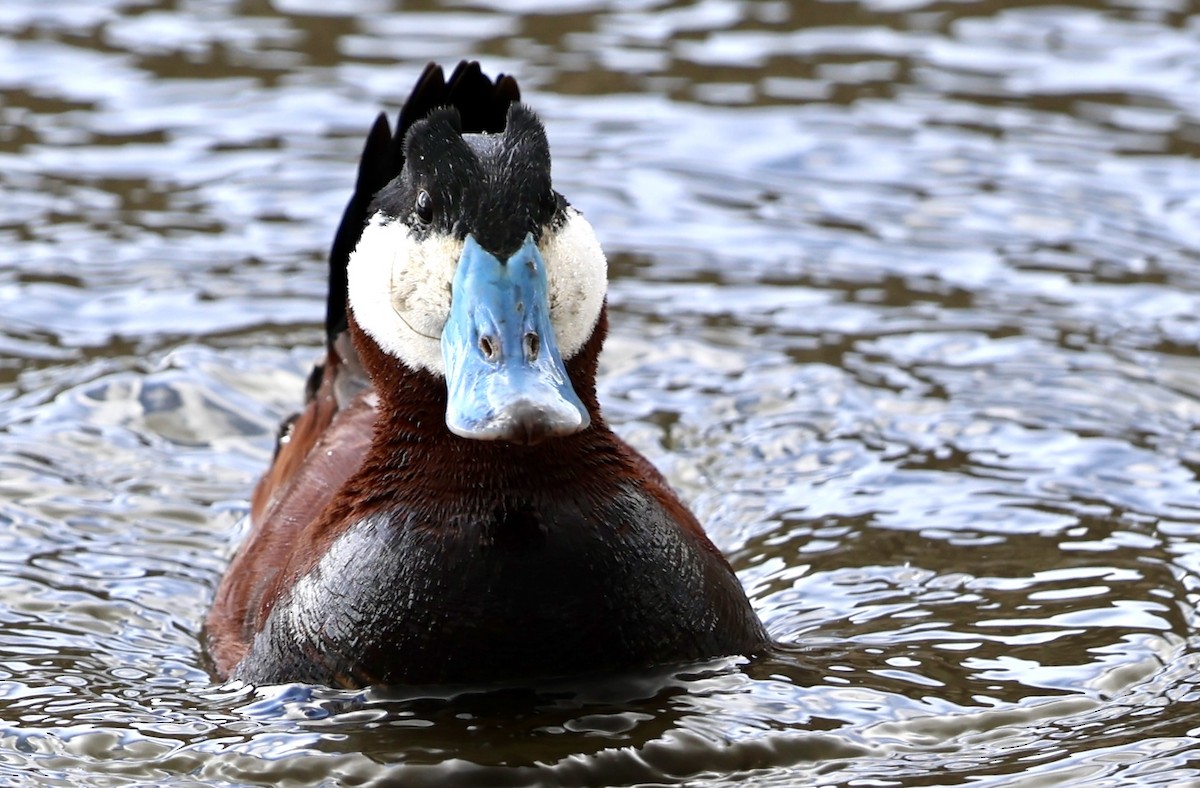 Ruddy Duck - ML651642541