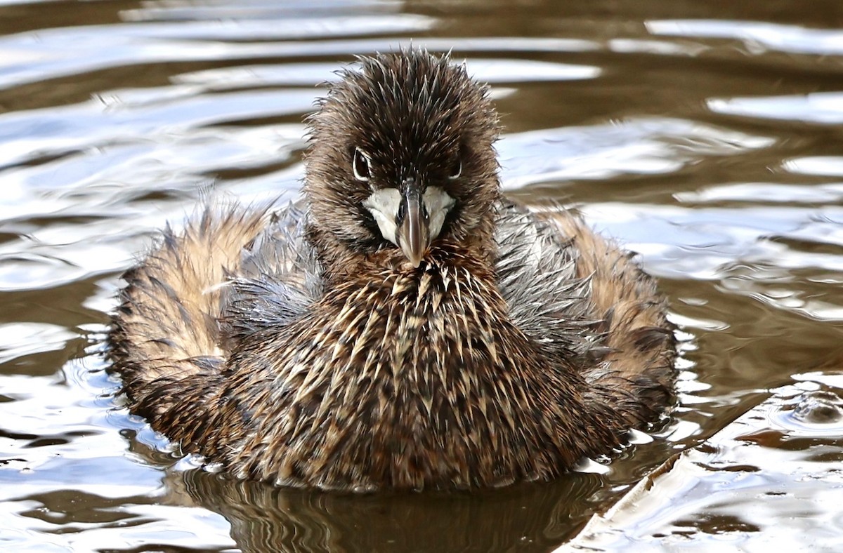 Pied-billed Grebe - ML651642553